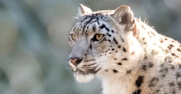 Leopardul zăpezii // Foto: Eric Kilby/Flick