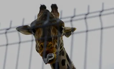 O girafă din Mexic își caută perechea