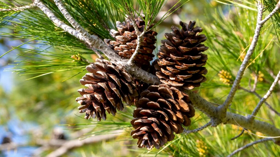 Care este cel mai greu con de pin găsit până acum? Dar cel mai lung?