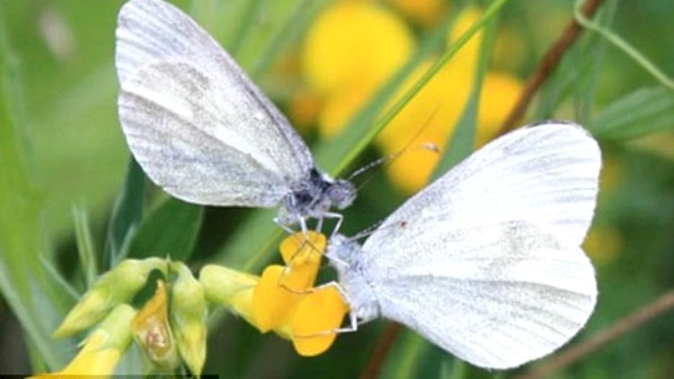 A fost descoperită o specie nouă de fluture