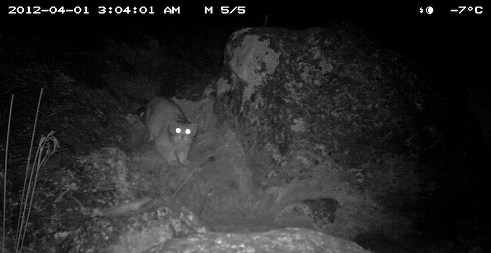 O felină misterioasă a fost zărită pentru prima dată în Himalaya (FOTO)