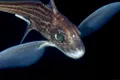 O nouă specie de „rechin fantomă” în mările din Australia și Noua Zeelandă