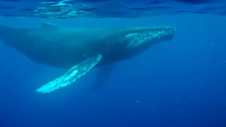 Cea mai veche înregistrare a cântecului unei balene, găsită pe un disc pierdut din 1949