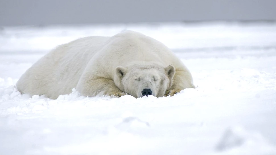 Câte kilograme de mâncare poate consuma într-o zi un urs aflat la maturitate
