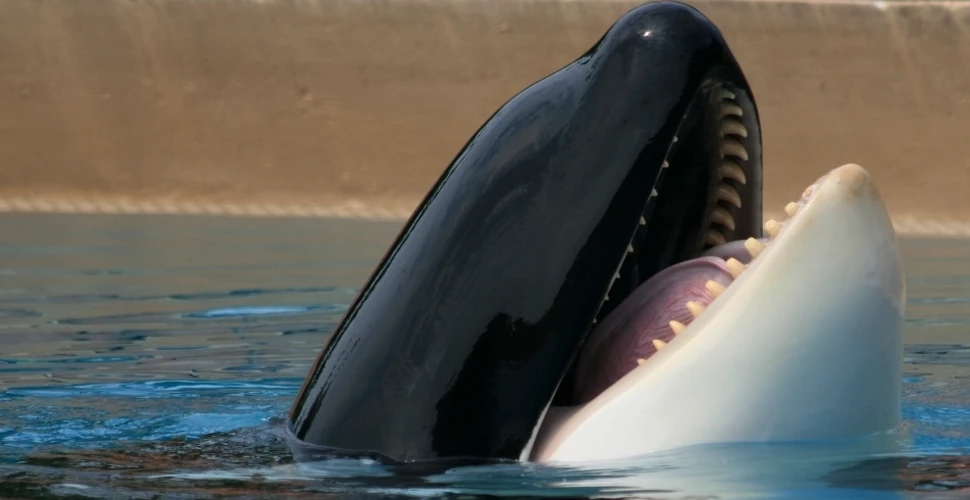 Balenele ucigaşe: cei mai temuţi prădători ai oceanelor