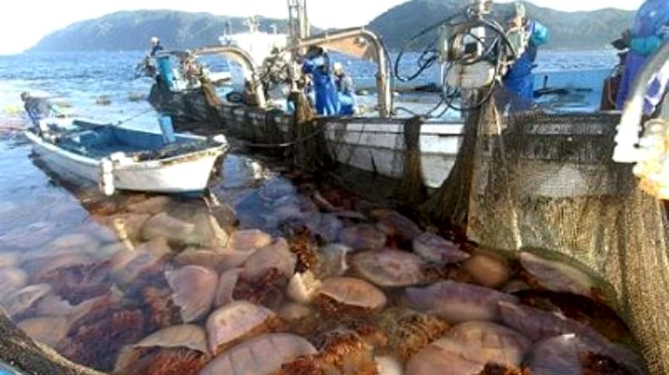 Bomboane din meduze – ultima moda japoneza