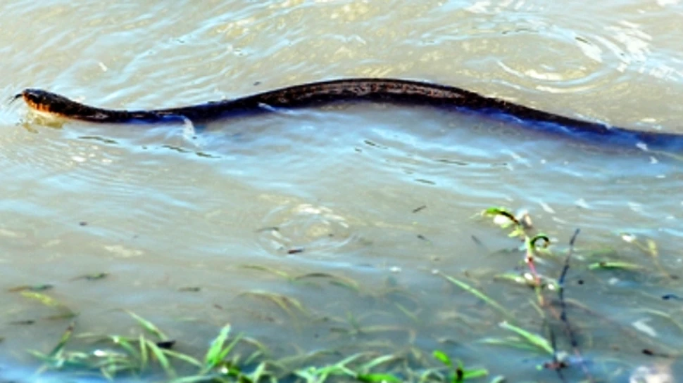 Sinistratii din Australia – amenintati de serpi si crocodili