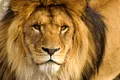 Un super-prădător din Africa stârnește mai multă frică decât „regele junglei”