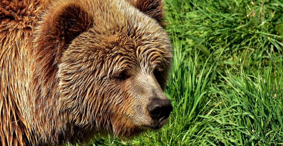 O pierdere uriaşă în lumea animalelor. Un urs brun dintr-o subspecie rară a murit în urma unei încercări eşuate de capturare