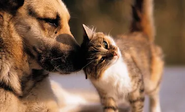 Care sunt diferenţele dintre iubitorii de câini şi iubitorii de pisici?