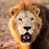 Leul unei grădini zoologice din Nigeria și-a omorât îngrijitorul