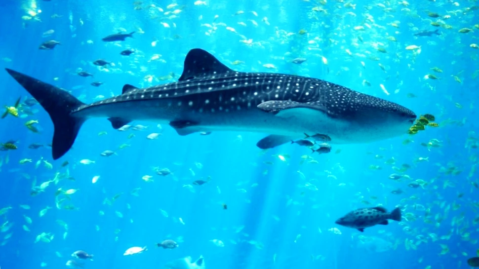 Moartea unuia dintre cei mai mari rechini din lume a provocat un scandal uriaş – FOTO