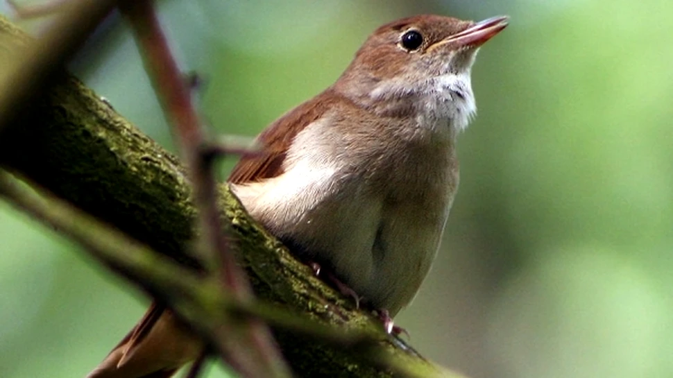 Privighetoarea va dispărea din Marea Britanie în următorii 30 de ani
