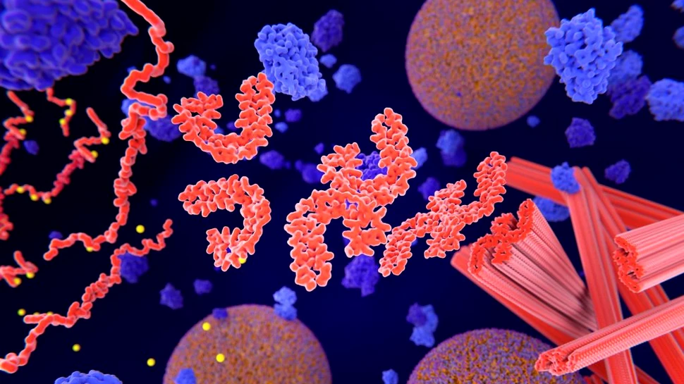 Cauza de la nivel molecular a bolii Alzheimer, descoperită de cercetători