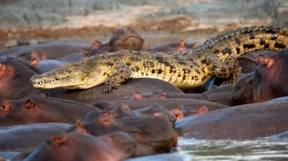 Lupta socanta intre un crocodil si o turma de hipopotami (FOTO)