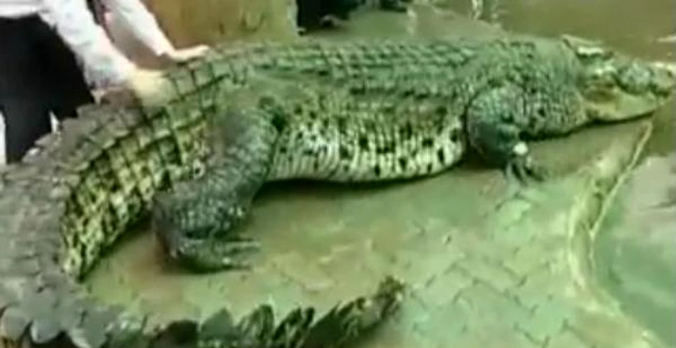 Cel mai mare crocodil (captiv) din lume (VIDEO)