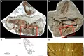 Conținutul stomacului unui Tiranozaur, păstrat într-o fosilă de 75 de milioane de ani
