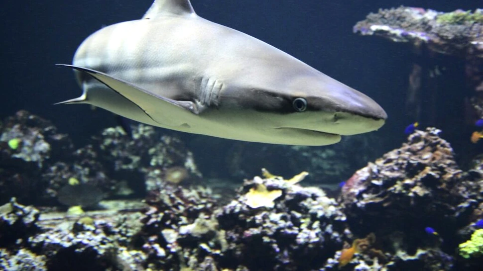 Rămășițele unui bărbat dispărut au fost găsite în stomacul unui rechin mort, dar experții nu cred că a fost ucis de animal