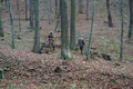 Săgeți din secolul XIV descoperite într-o pădure din Polonia