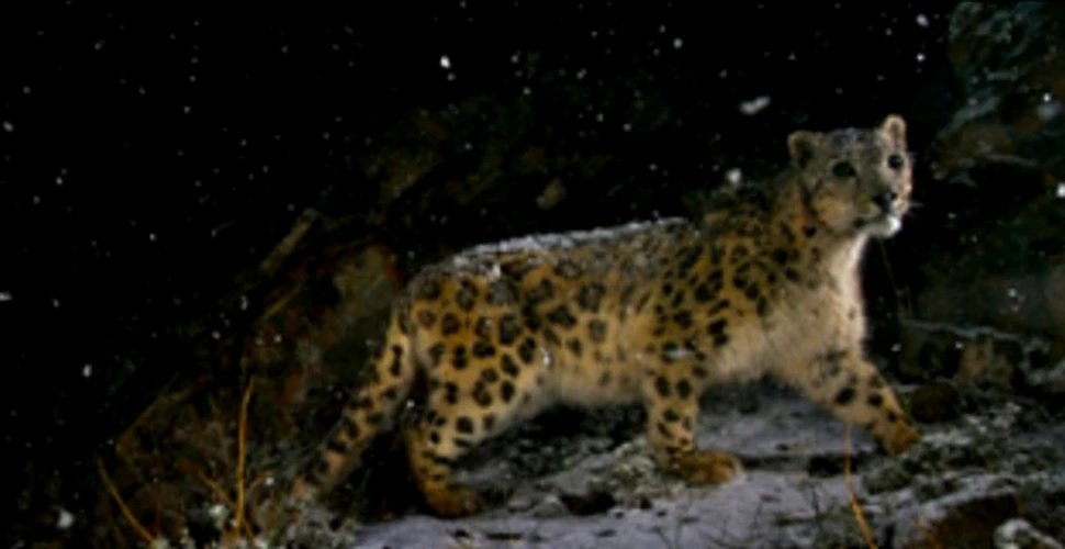 Leopardul zapezii castiga locul intai