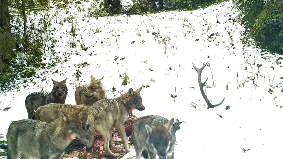 O haită de lupi, fotografiată în timp ce devorează un cerb într-o pădure din Apuseni