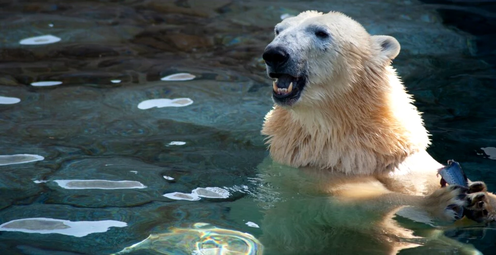 Un canadian a scăpat cu viață după ce a sărit pe un urs polar ca să-și salveze soția