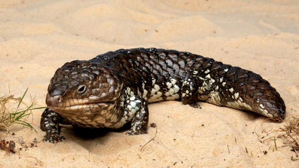 Cum au evoluat șopârlele australiene pentru a scăpa de incendii