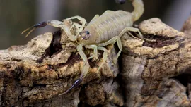 Scorpionii invadează orașele din Brazilia. Pericol alimentat de urbanizare și schimbări climatice