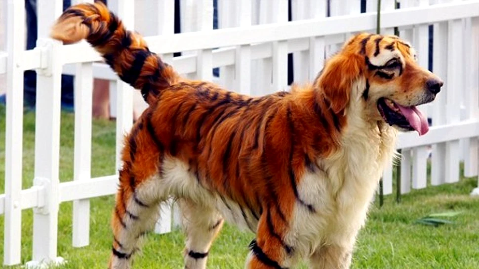 Chinezii isi transforma cainii in animale exotice