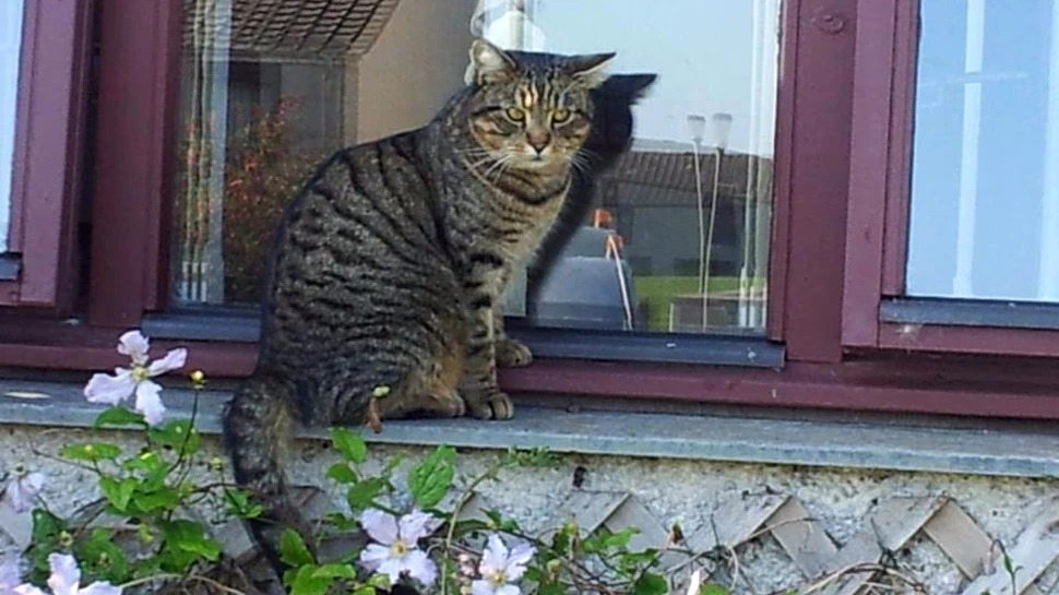 Invenţia care i-a adus înapoi pisica pierdută unei familii din Anglia, după trei ani
