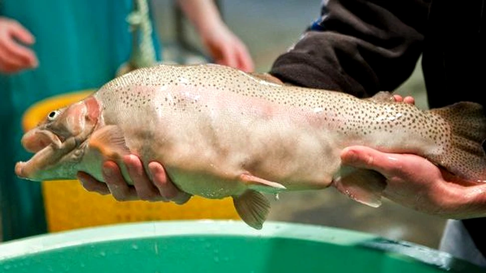 Pastravul mutant – arata monstruos dar are mai multa carne