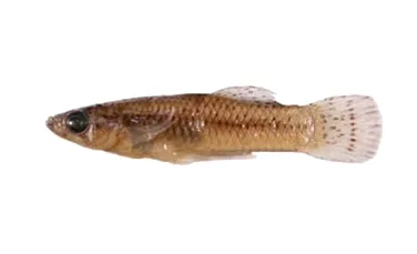 A fost descoperit un animal bizar: peştele care îşi „agaţă” partenerele