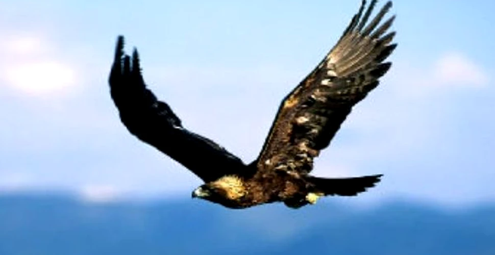 Cat de feroce poate fi un vultur auriu (VIDEO)