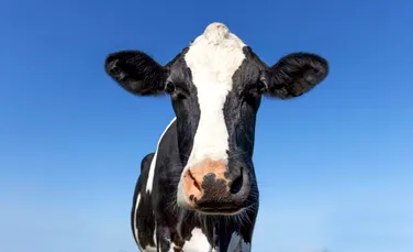 Test de cultură generală. Câte grupe de sânge au vacile?