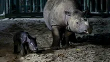 Un rinocer dintr-o specie pe cale de dispariție a născut un pui în Indonezia