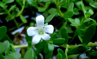 Planta Bacopa, cel mai nou leac pentru memorie. Cât de eficientă este de fapt?