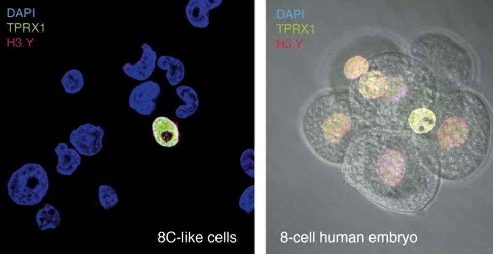 Studiul unui nou model de celule stem aduce noi informații despre tulburările de dezvoltare