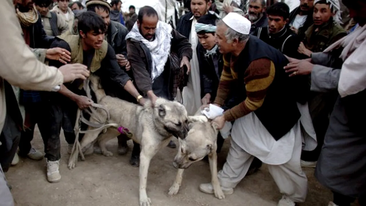1-kutta 