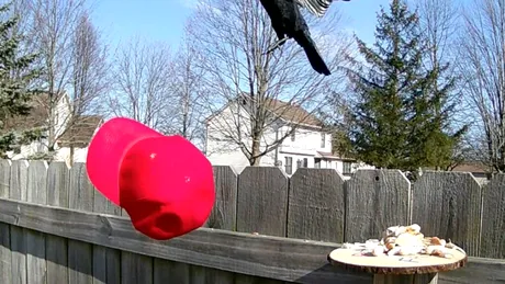 Un bărbat a dresat ciorile să atace șepcile MAGA