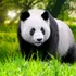 Test de cultură generală. Cui aparțin toți urșii panda din lume?