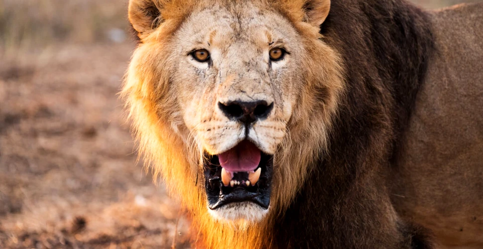 Leul unei grădini zoologice din Nigeria și-a omorât îngrijitorul