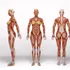 Corpul nu vrea de fapt să îmbătrânească, arată prima hartă a mușchilor umani