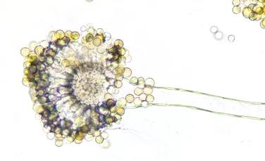 O ciupercă patogenă extrem de periculoasă pentru oameni are o armă secretă