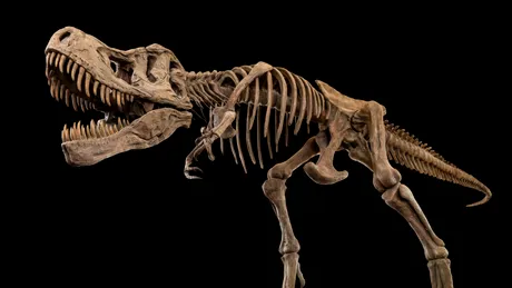 O descoperire rară: Razele X dezvăluie cum se vindecau oasele de T. rex
