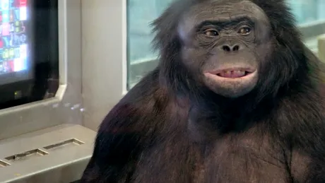 Experiment: Bonobo, capabil de „jocuri imaginare”