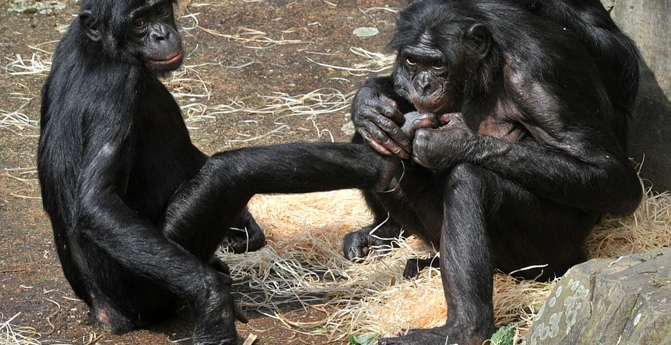 De ce femelele bonobo se prefac că sunt lesbiene? (VIDEO)