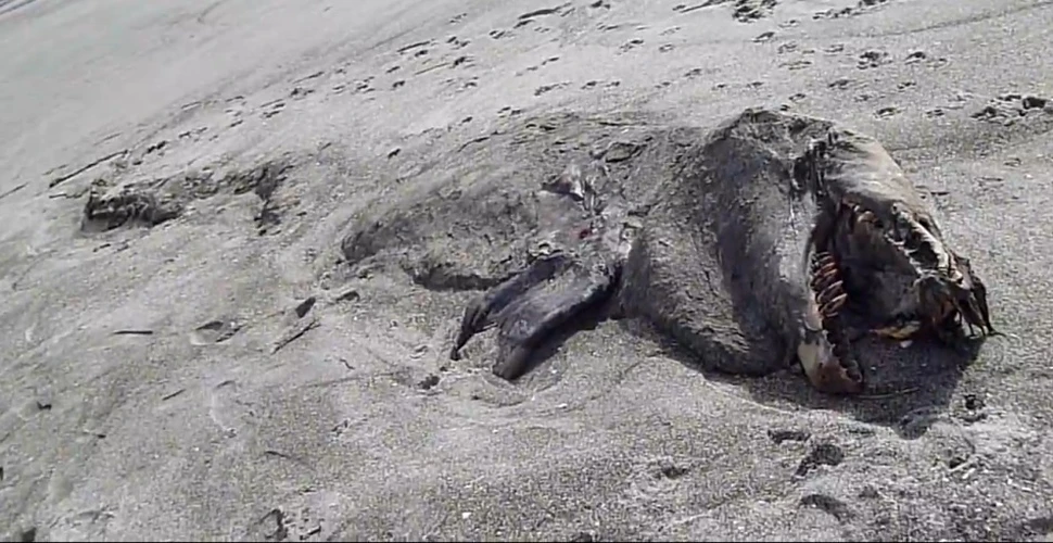 Un „monstru marin” lung de 9 metri a fost descoperit pe o plajă din Noua Zeelandă (VIDEO)