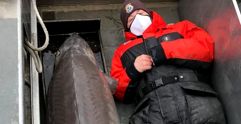 „Monstrul de pe râu”. Un sturion de peste 100 de ani a fost prins
