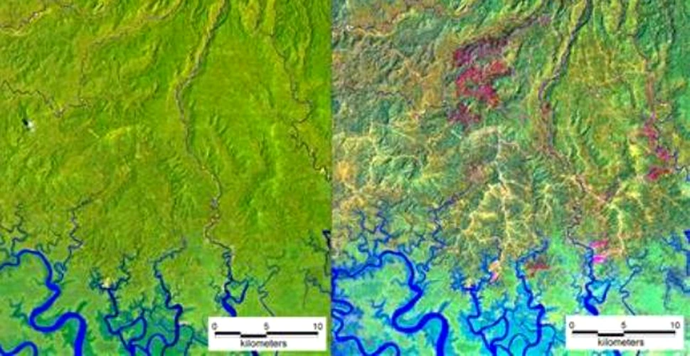 Padurile tropicale din Papua Noua Guinee, distruse aproape in totalitate