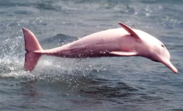 Este acesta unicul delfin roz de pe Pamant?